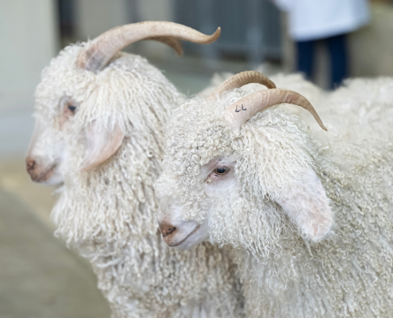 Sydney Royal Goat Show: Angora Goats